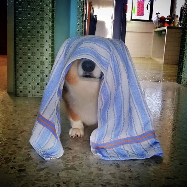 Funny Dogs (26 pics)