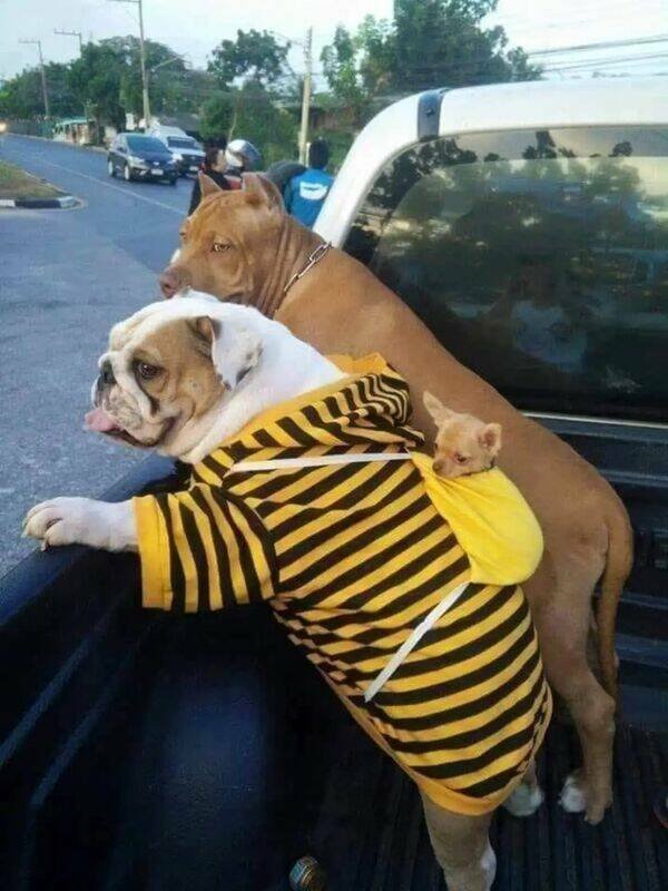 Funny Dogs (26 pics)