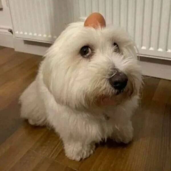 Funny Dogs (26 pics)
