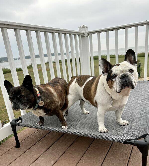 Funny Dogs (26 pics)