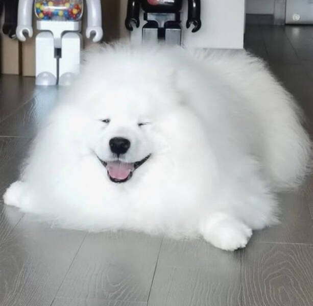 Funny Dogs (26 pics)