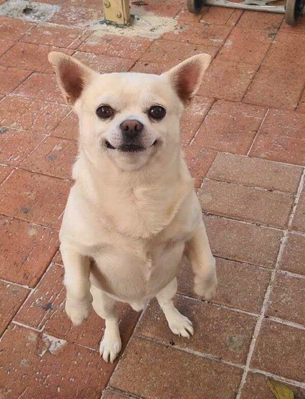 Funny Dogs (26 pics)