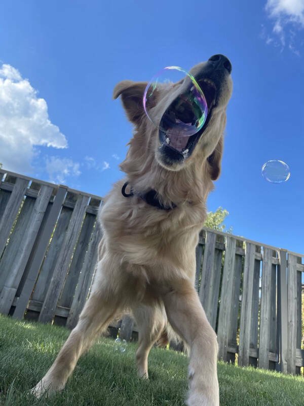 Funny Dogs (26 pics)