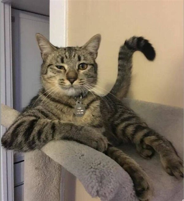 Cute And Funny Cats (30 pics)