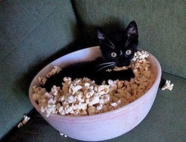 Cute And Funny Cats (30 pics)