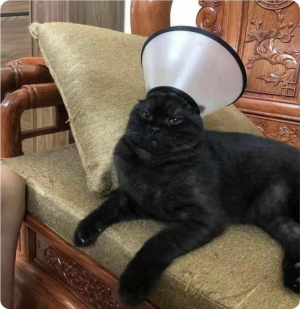 Cute And Funny Cats (30 pics)