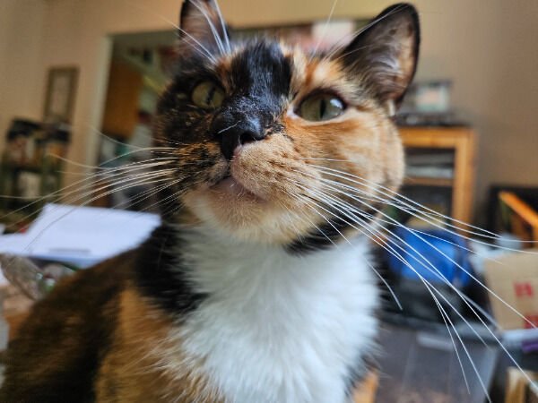 Cute And Funny Cats (30 pics)