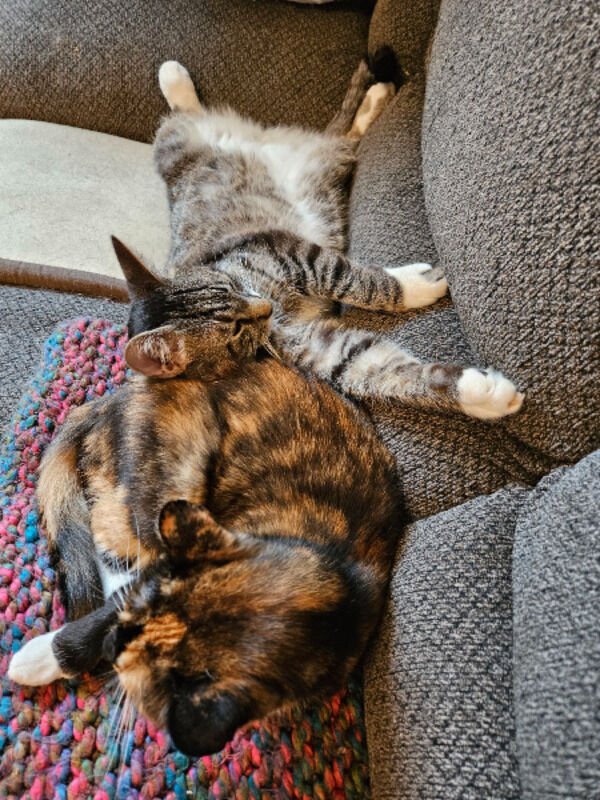 Cute And Funny Cats (30 pics)