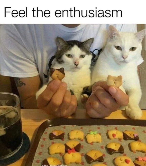 Cute And Funny Cats (30 pics)