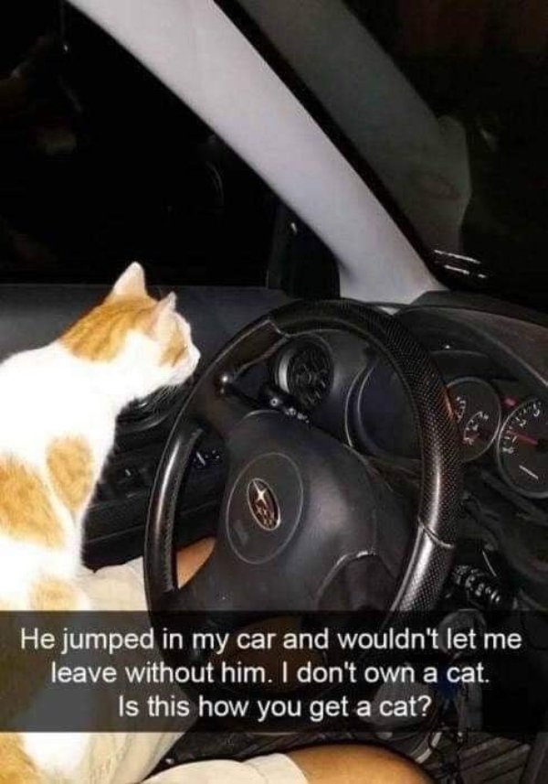 Cute And Funny Cats (30 pics)