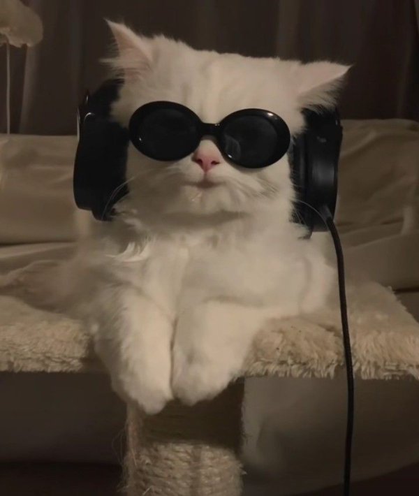 Cute And Funny Cats (30 pics)