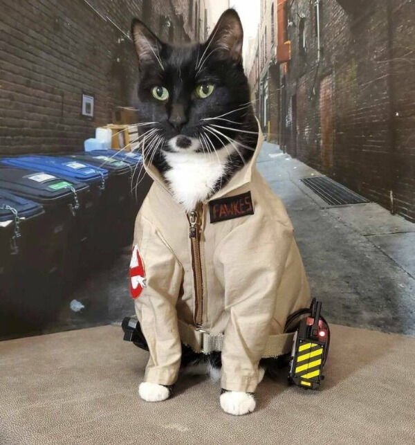 Cute And Funny Cats (30 pics)