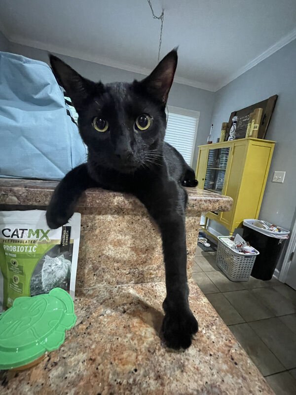 Cute And Funny Cats (30 pics)