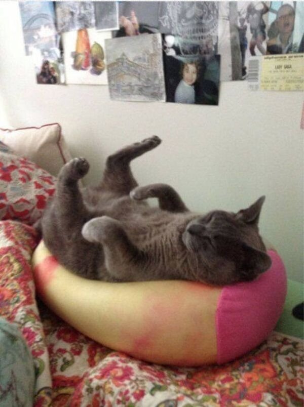 Cute And Funny Cats (30 pics)