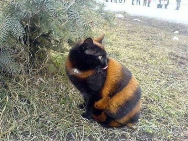 Cute And Funny Cats (30 pics)