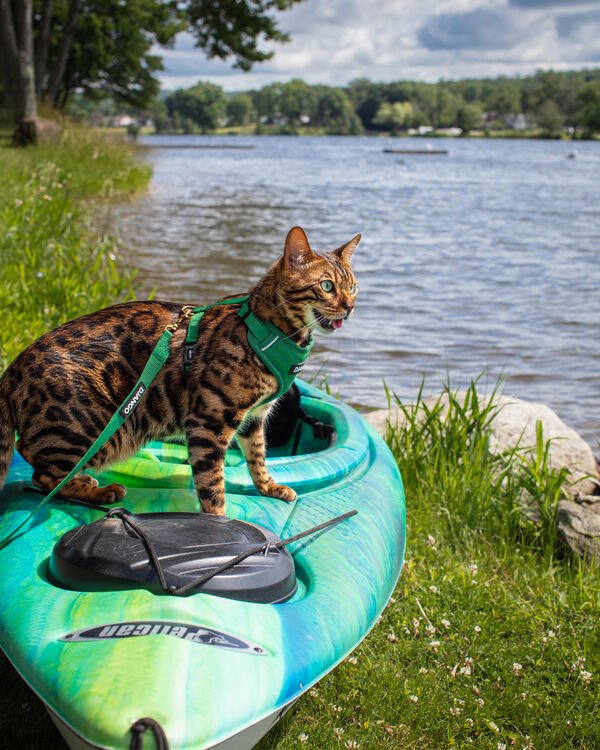 Cute And Funny Cats (30 pics)