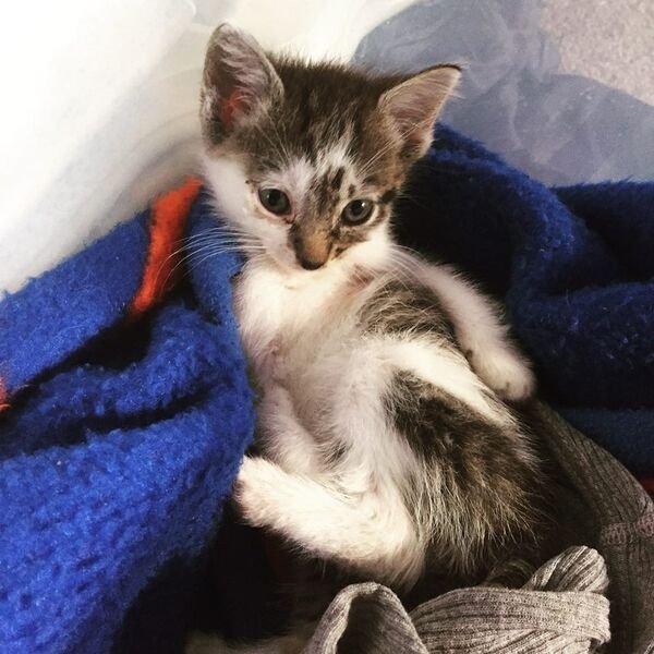 Cute And Funny Cats (30 pics)