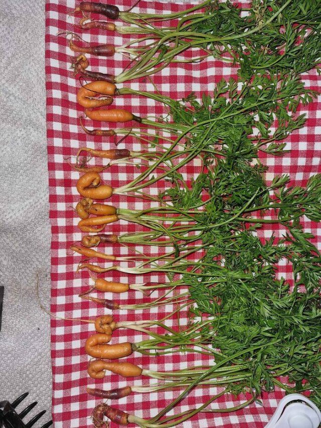 Failed Harvest (25 pics)