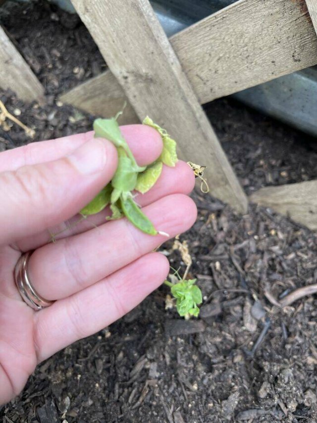 Failed Harvest (25 pics)