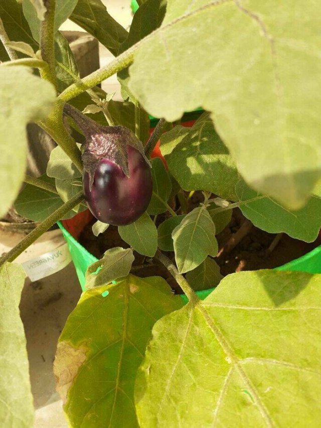 Failed Harvest (25 pics)