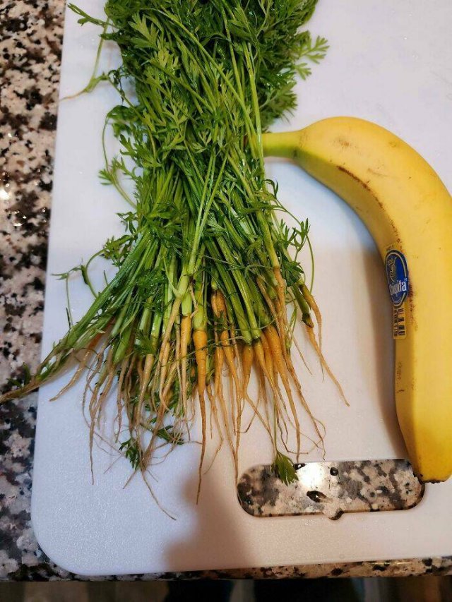 Failed Harvest (25 pics)