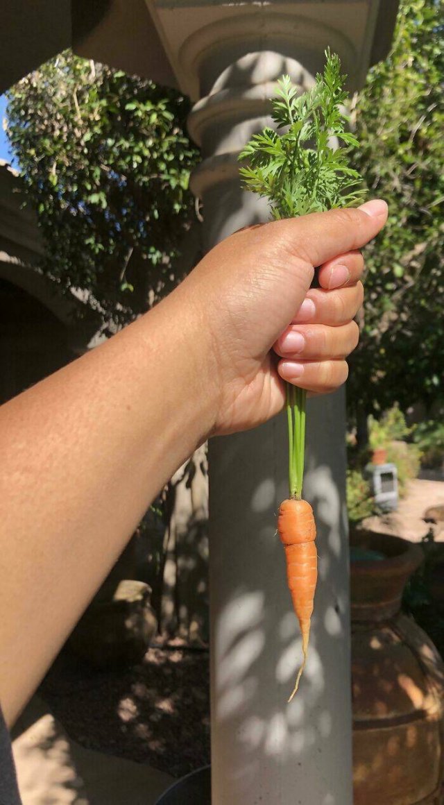 Failed Harvest (25 pics)