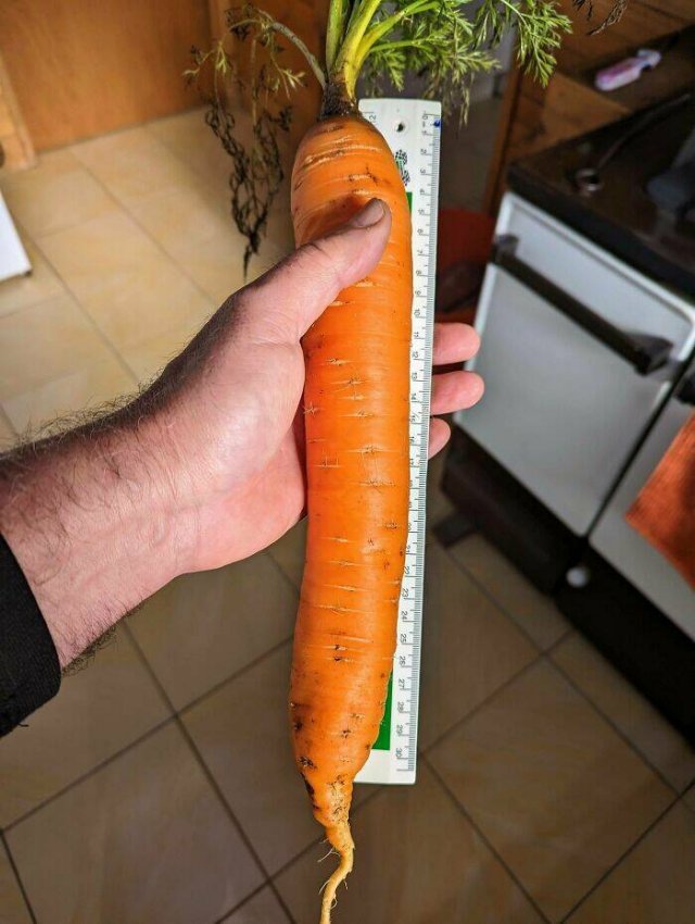 Failed Harvest (25 pics)
