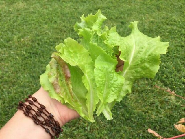 Failed Harvest (25 pics)