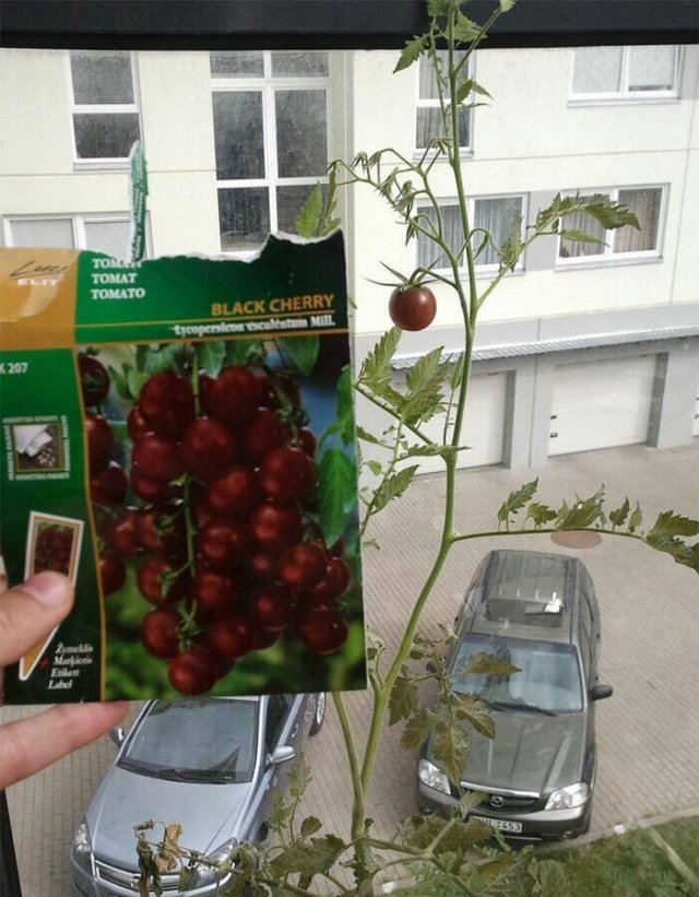 Failed Harvest (25 pics)