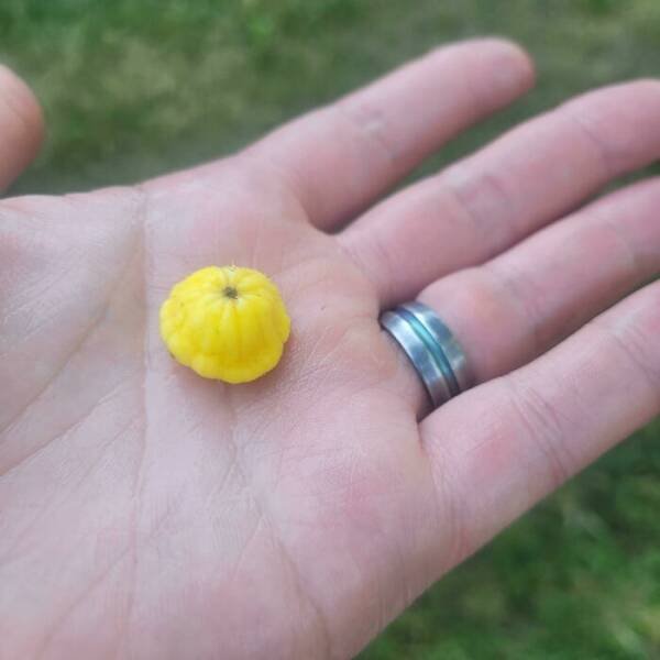 Failed Harvest (25 pics)