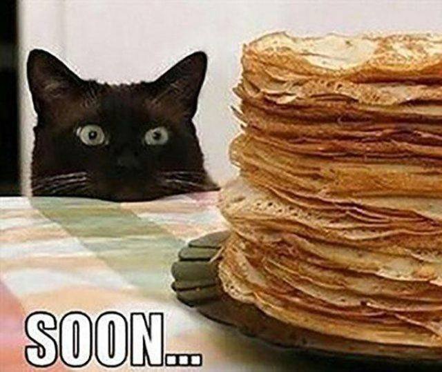 Cats Thieves (27 pics)