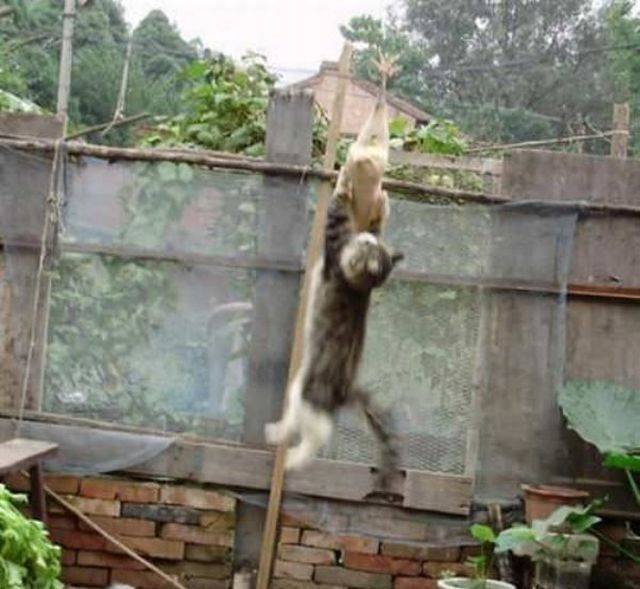 Cats Thieves (27 pics)