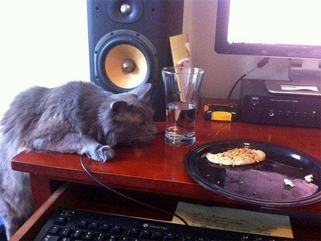 Cats Thieves (27 pics)