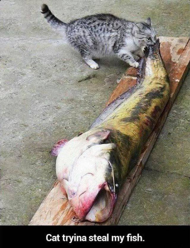 Cats Thieves (27 pics)