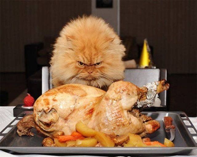 Cats Thieves (27 pics)