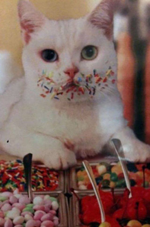 Cats Thieves (27 pics)