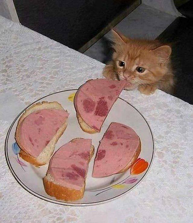 Cats Thieves (27 pics)