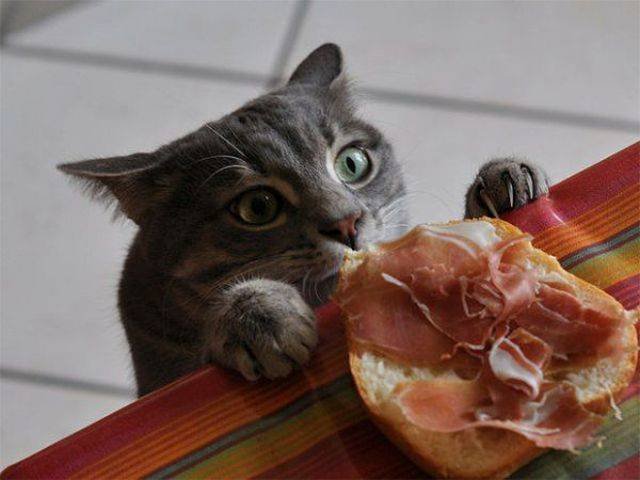 Cats Thieves (27 pics)