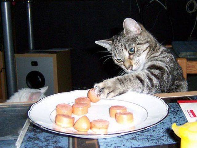 Cats Thieves (27 pics)