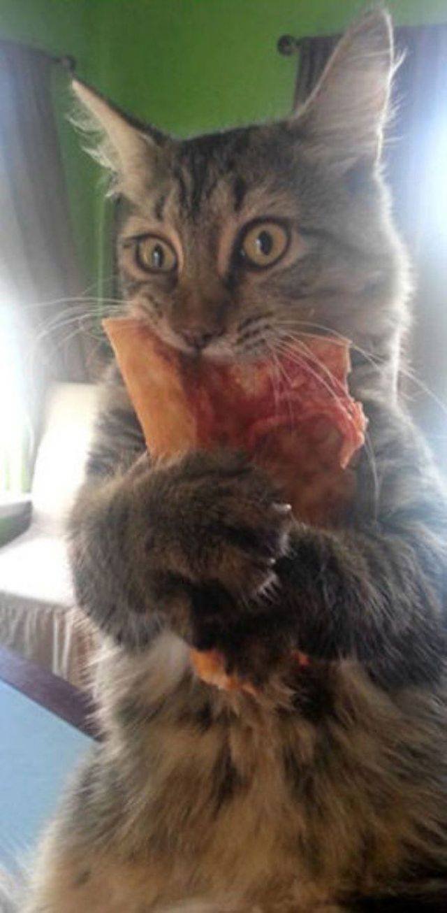 Cats Thieves (27 pics)