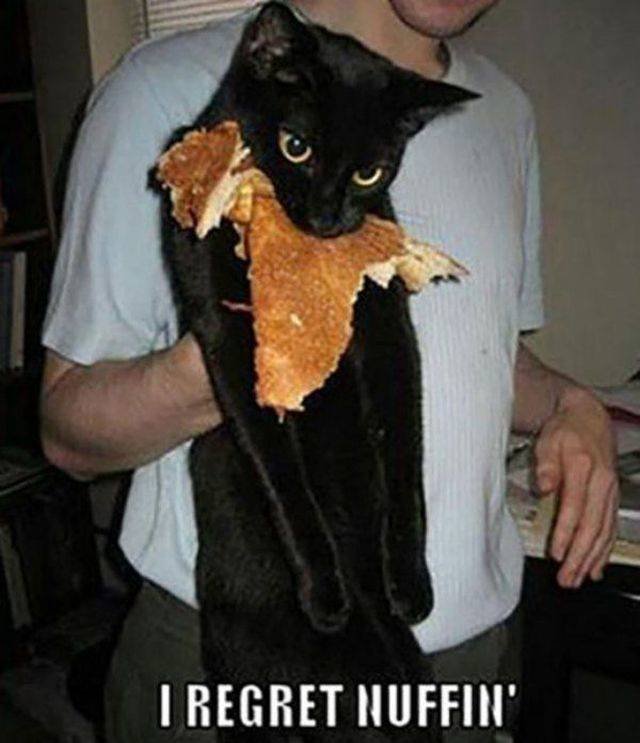 Cats Thieves (27 pics)