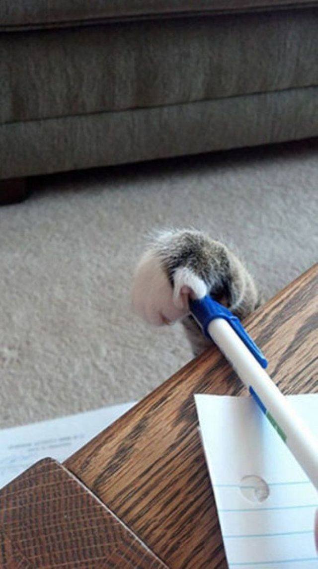 Cats Thieves (27 pics)