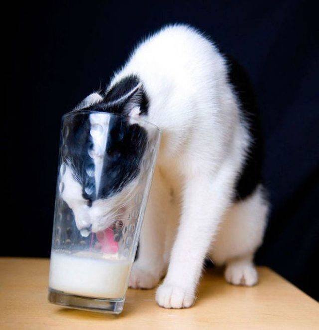 Cats Thieves (27 pics)