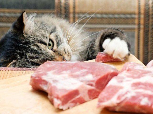 Cats Thieves (27 pics)