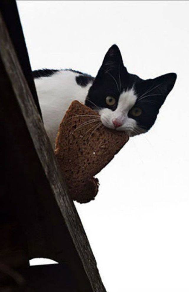 Cats Thieves (27 pics)