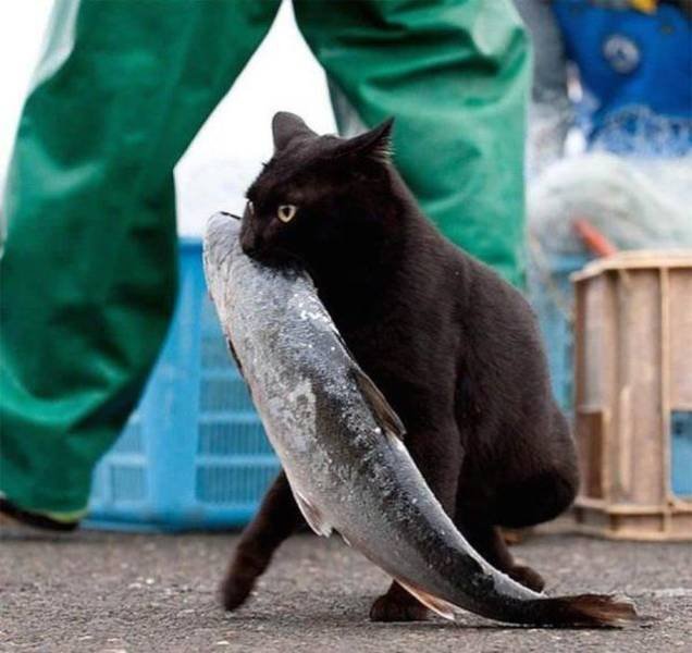 Cats Thieves (27 pics)