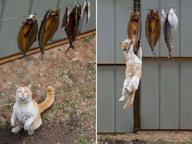 Cats Thieves (27 pics)