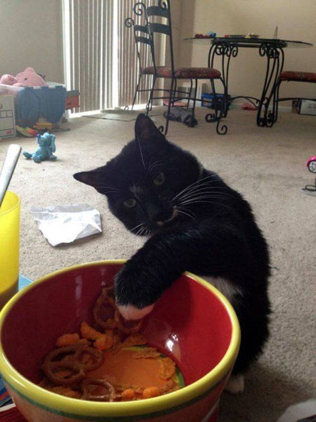 Cats Thieves (27 pics)