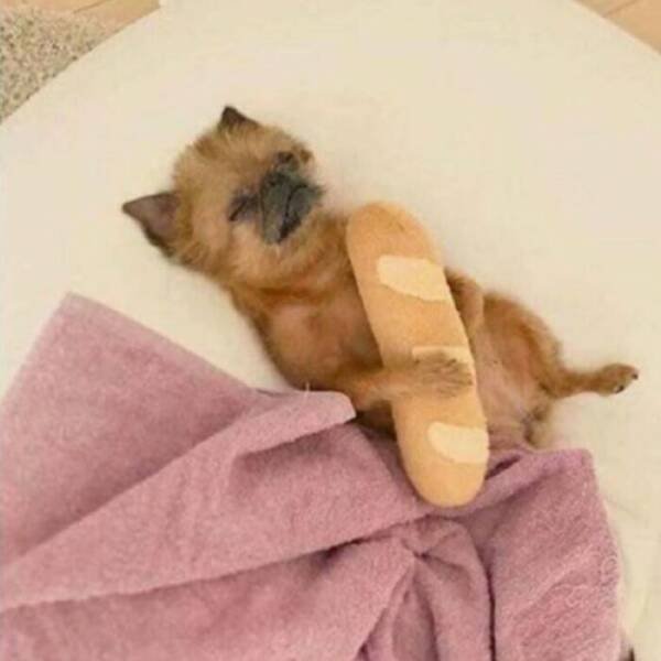Baguettes In Unexpected Locations (20 pics)