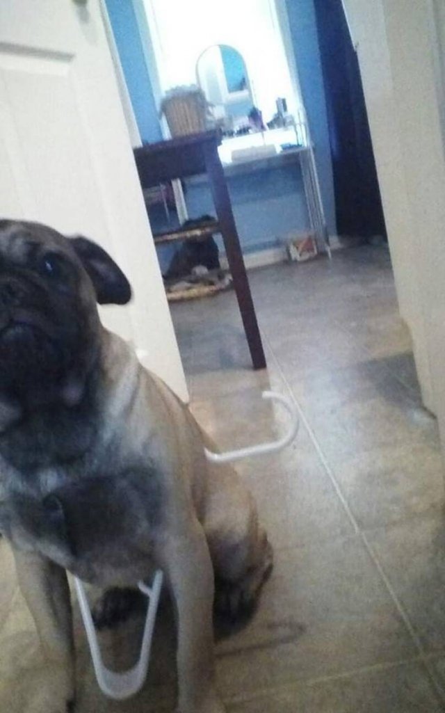 Never Leave Pets Alone (22 pics) Never Leave Pets Alone (22 pics)
